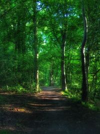 Road passing through forest