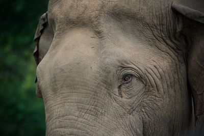 Close-up of elephant