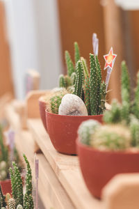 Close-up of potted plant on table