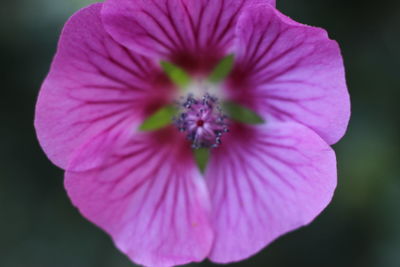 Close-up of purple flower blooming outdoors
