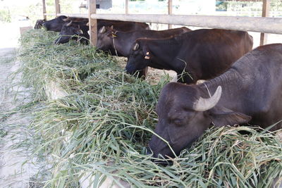 Close-up of cow on grass