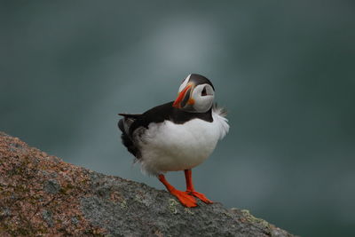 Close-up of puffin perching on wood