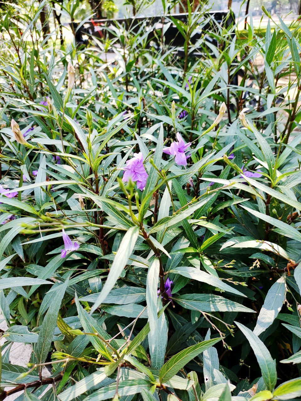 CLOSE-UP OF PURPLE FLOWERING PLANT ON FIELD