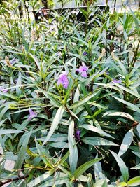 High angle view of purple flowering plants on field