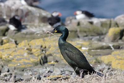 Close-up of bird perching on rock