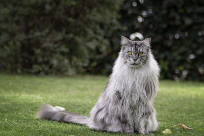 Silver maine coon tomcat sitting in a meadow and looking towards the photographer.
