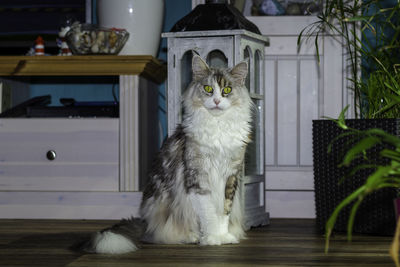 Cat sitting on chair at home