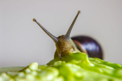 Extreme close-up of snail on leaf