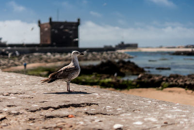 Seagull on a land