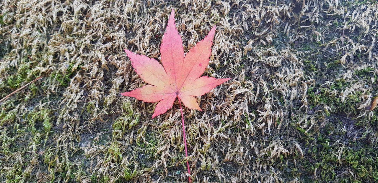 HIGH ANGLE VIEW OF MAPLE LEAF ON FIELD