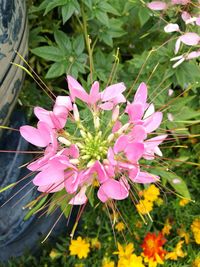 Close-up of pink flowering plant