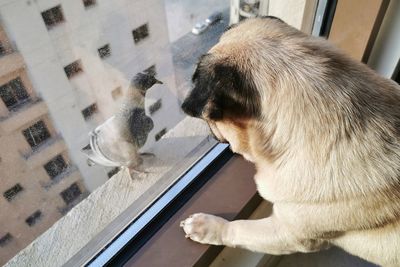 Close-up of a dog looking through window