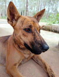 Close-up portrait of a dog looking away