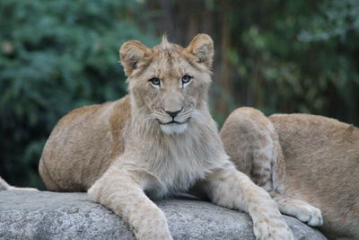 Portrait of a young lion relaxing on rock