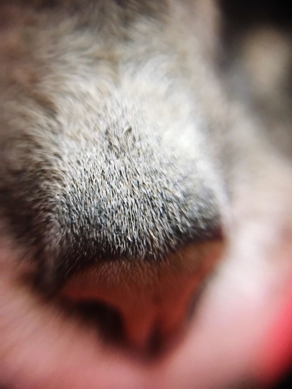 CLOSE-UP OF A CAT