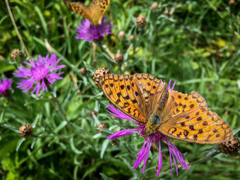 Close-up of butterfly pollinating on flower