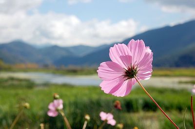 Close-up of pink cosmos flower blooming on field against sky