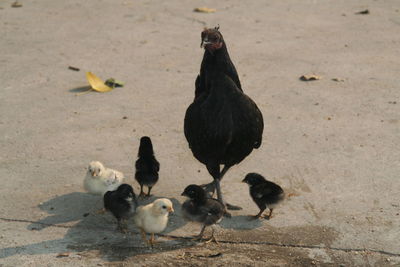 Hen with baby chickens on walkway