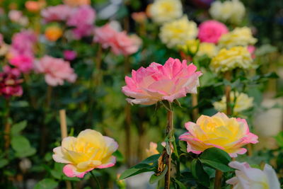 Close-up of pink roses