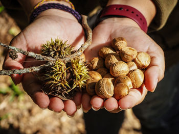 Close-up of person holding native chestnut