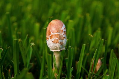 Close-up of mushroom growing on field