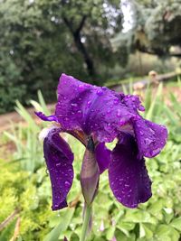 Close-up of water drops on purple iris