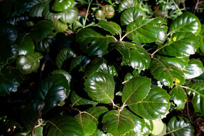 leaf
