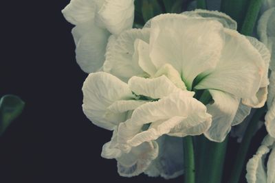 Close-up of white rose against black background