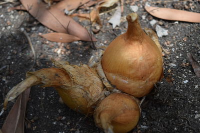 High angle view of dry leaf on land