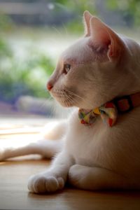 Close-up of a cat looking away