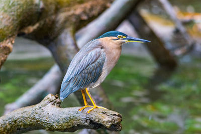 Close-up of gray heron perching on pink outdoors