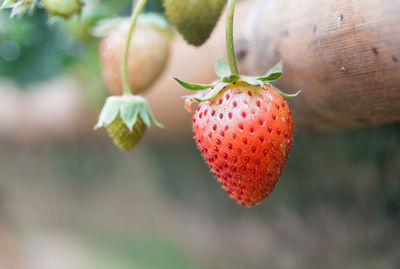 Close-up of strawberry on tree