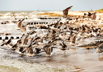 View of birds on land