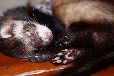 Close-up of kitten