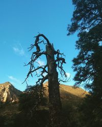 Low angle view of tree against blue sky