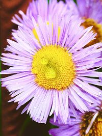 Close-up of purple flower blooming outdoors