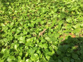 Full frame shot of leaves on field