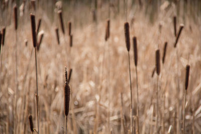 Close-up of stems against blurred background