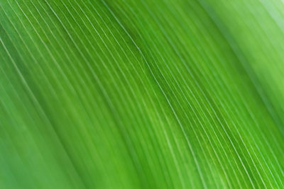 Close-up of green leaves