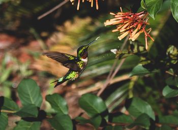 Close-up of butterfly pollinating on flower