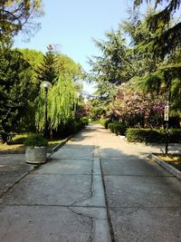 Road passing through forest