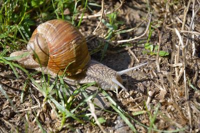 Close-up of snail on land