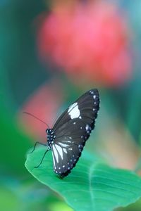 Close-up of butterfly on flower