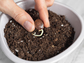 Cropped hand of person planting sapling