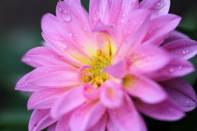 Close-up of pink flower blooming outdoors