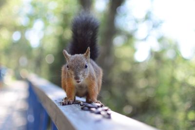 Close-up of squirrel