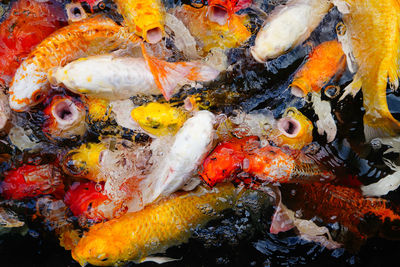 High angle view of koi carps swimming in pond