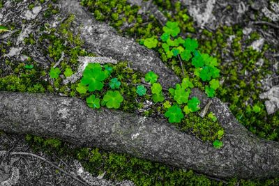 Close-up of small moss on tree trunk