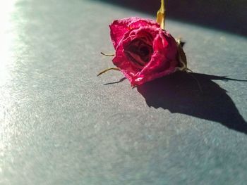 Close-up of rose flower