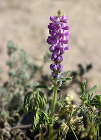 Close-up of purple flowers